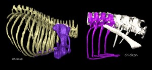 Pictured is a three dimensional reconstruction of a mouse and chicken scapula. Ann Burke, associate professor of biology, received two grants that fund her research on the scapula's development. 