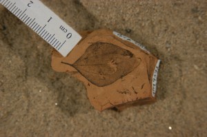 Royer's team studied leaf fossils. 