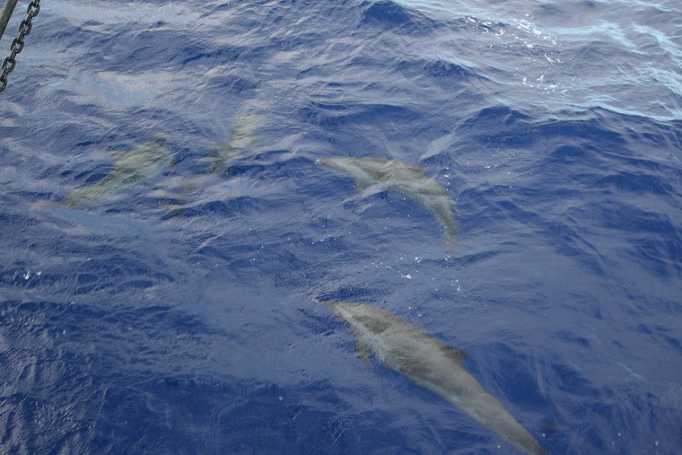 The group saw several dolphins on the research trip. 