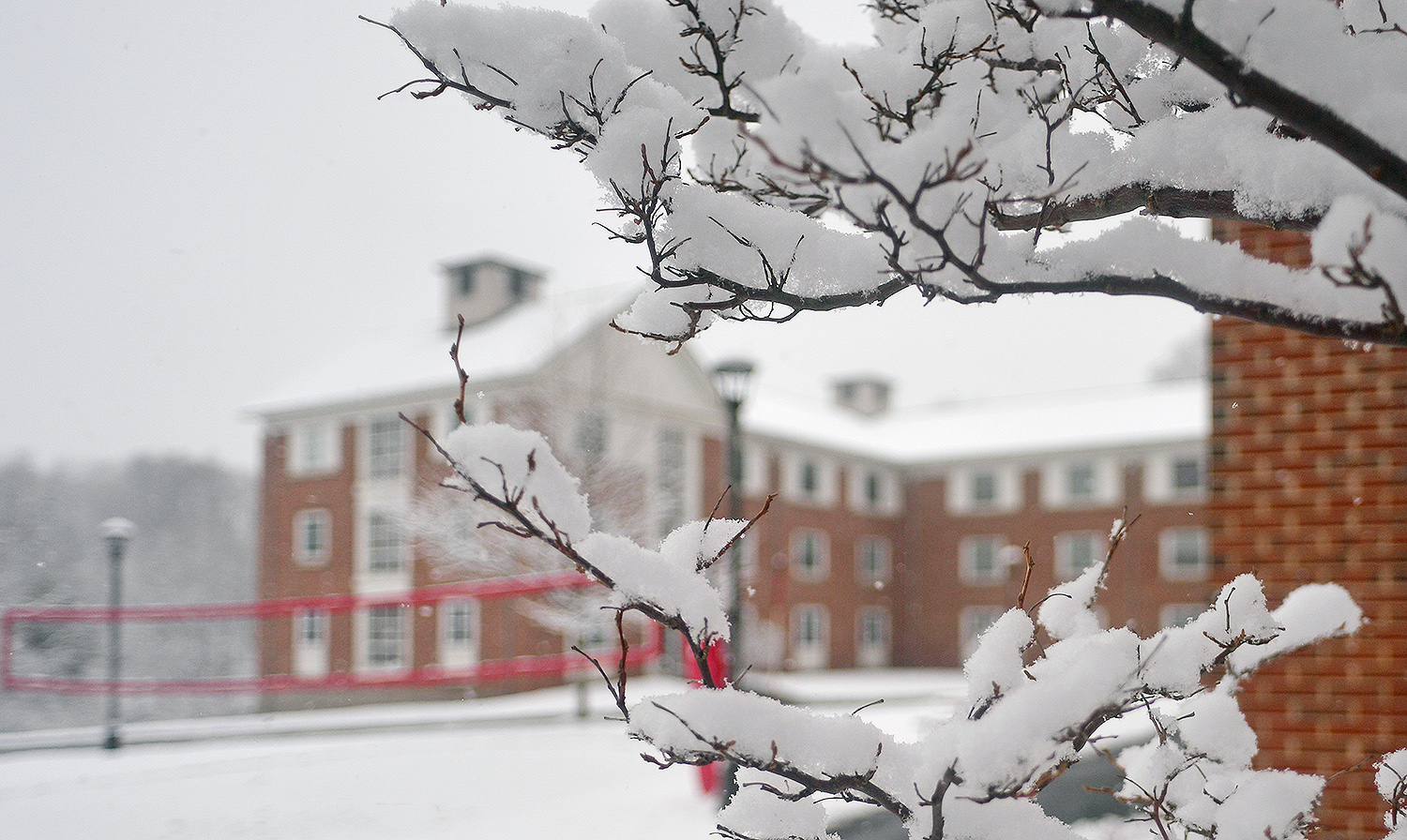 Snowy branches near the Bennet Hall residences.