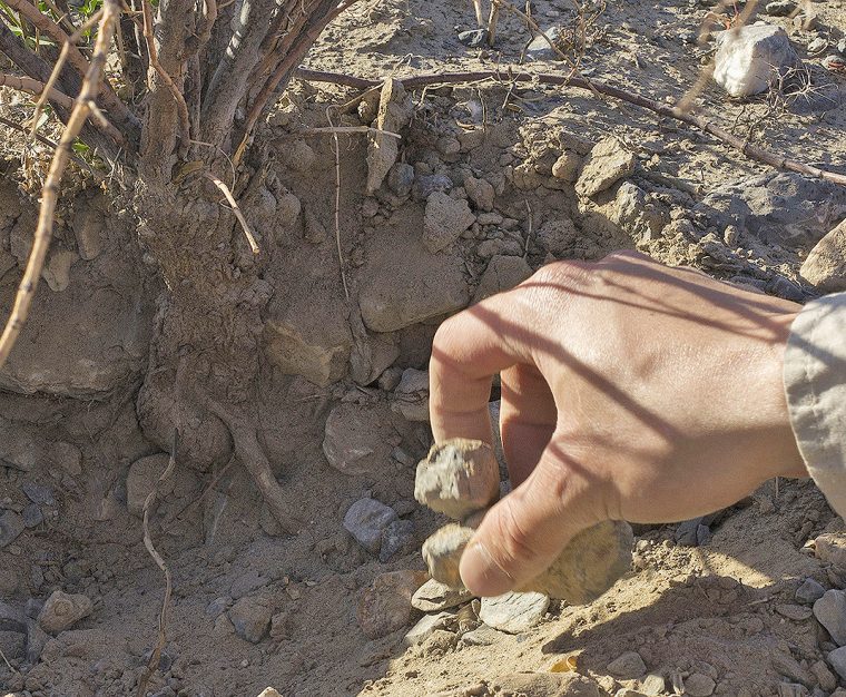 To sample rhizospheres, the researchers looked for roots with dirt clinging to root hairs. “In the very driest samples, the soil was very dry and fell off the roots as we grabbed the roots,” Cohan said. 