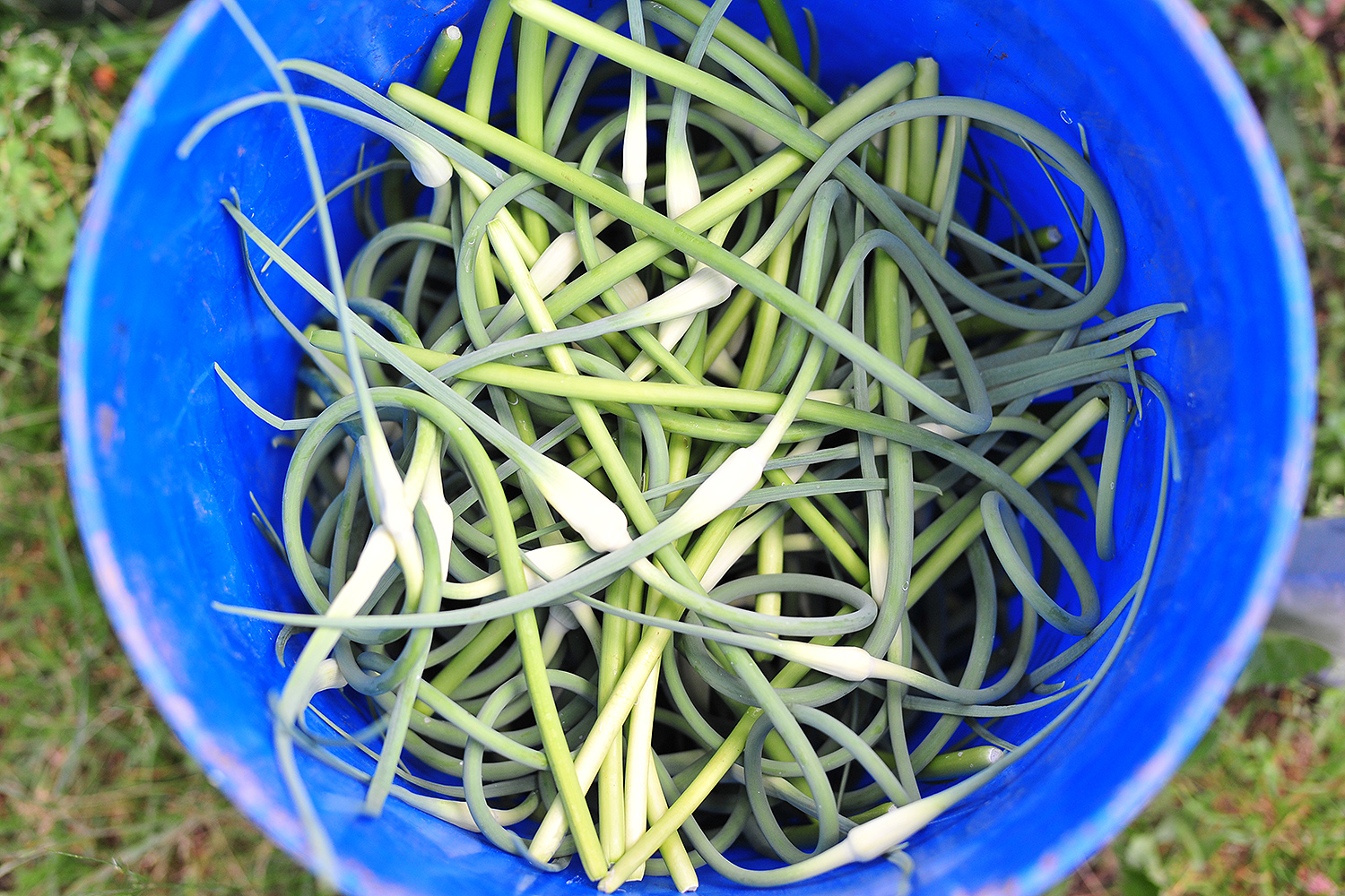 Garlic scapes are removed in June to encourage the bulbs to thicken. Scapes are the flower bud of the garlic plant and provide a mild garlic and onion flavor used for cooking.