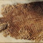 Wesleyan’s Natural History Collection and Curiosities Featured in Usdan