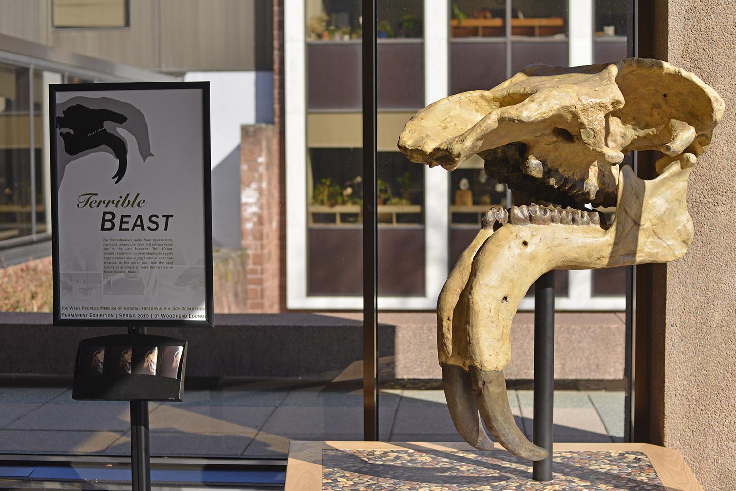 Exley Science Center is home to its second prehistoric specimen—a massive land animal known as a Deinotherium giganteum—or “terrible beast.” The skull cast is displayed in the hallway between Exley Science Center and the passway to Shanklin Laboratory and is part of the Joe Webb Peoples Museum of Natural History. The exhibit was installed on Feb. 26.