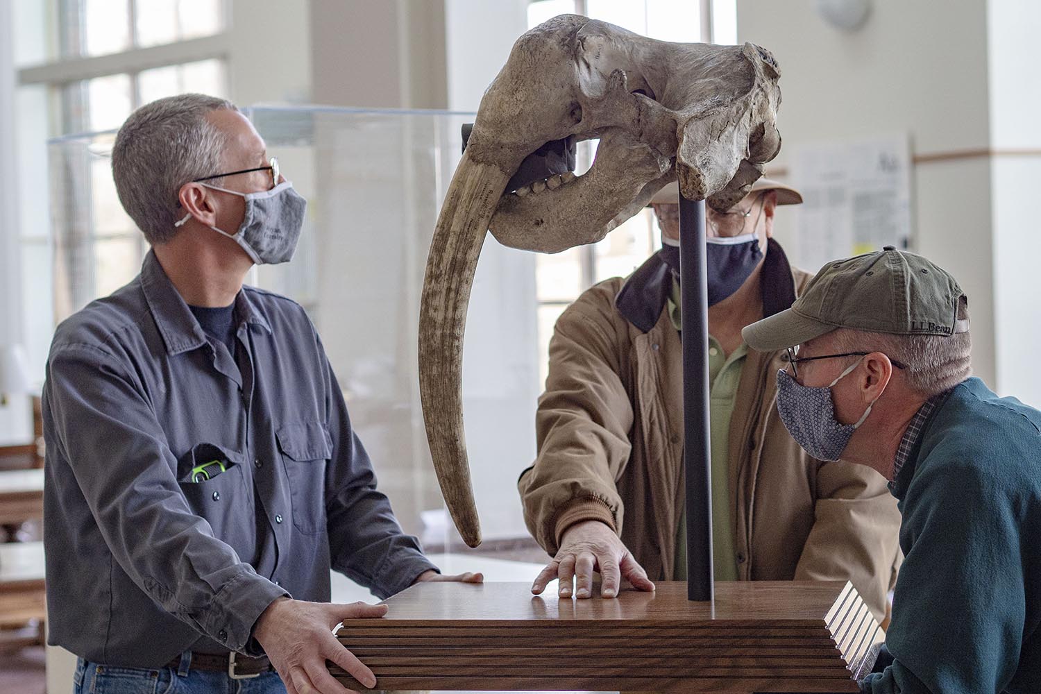 Single-Tusked Walrus Skull Settles into Olin Library