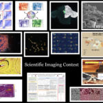 Scientific Images of Nanoparticles, Colliding Stars, Learned Words Win Annual Contest