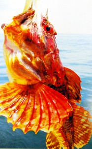 Exposure magazine features Ross Heinemann's '09 vibrant sea robin.