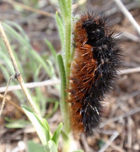 When parasites attack woolly bear caterpillars, such as this <em> Grammia incorrupta</em>, the insects eat leaves loaded with chemicals called alkaloids, which seems to cure the infection. The discovery, by Michael Singer, represents the first clear demonstration of self-medication among bugs. 
