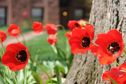 Red tulips bloom in front of Olin Library on April 29.