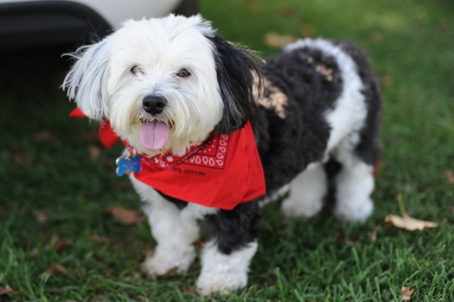 "Woofing" on the Cardinals!