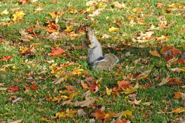 A squirrel gathering nuts in preparation for winter, Oct. 16. 