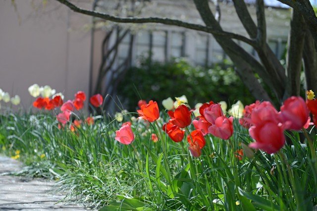 Tulips are blooming behind the Davison Art Center/Alsop House. 
