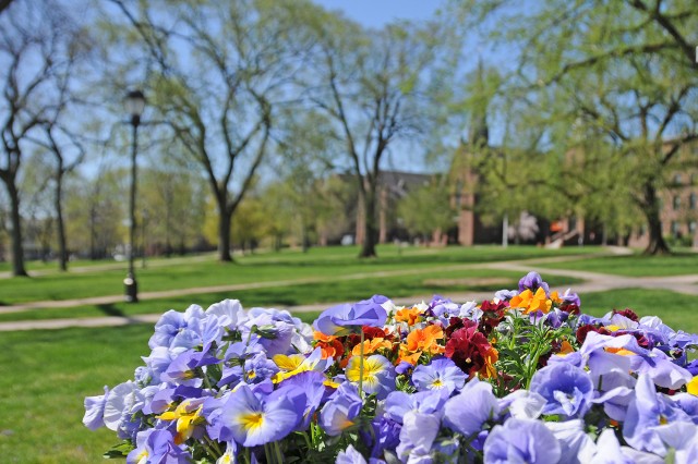 Colorful pansies at the Center for the Americas/College Row. 