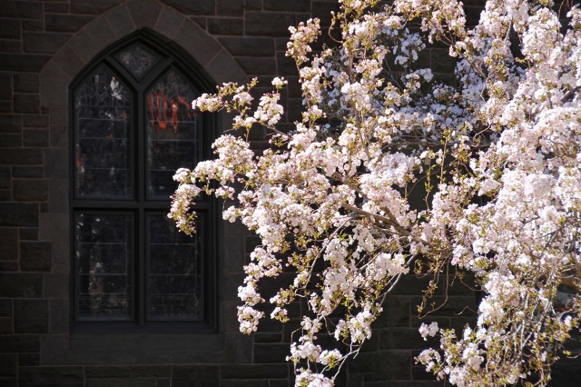 Cherry tree near Memorial Chapel on May 1.