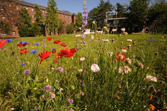 The 2/3 acre West College Courtyard is in full bloom this summer thanks to the efforts of Wesleyan’s WILD Wes organization (Working for Intelligent Landscape Design). Last summer, the organization planted hundreds of perennials, fruit trees, vegetables, herbs and ground cover; and this year campus sees their efforts bloom to fruition. (Photos by Olivia Drake)