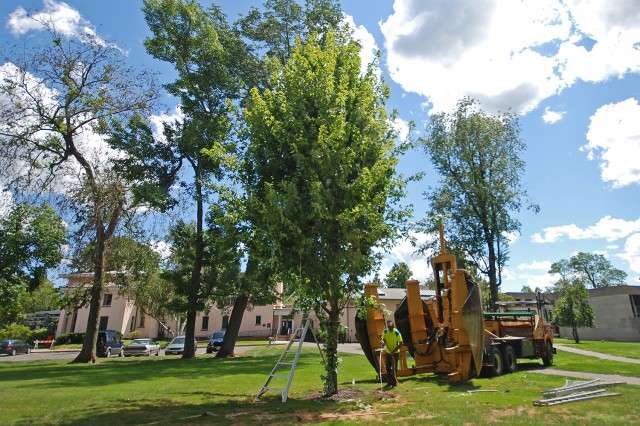 Crews used a mechanical tree spade to transplant a 20-year-old maple tree on Aug. 6. 