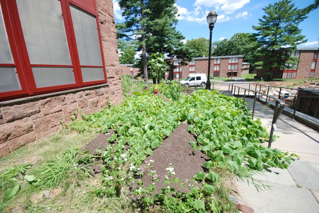 Throughout the Butterfield Residence Halls complex, students constructed raised garden beds known as "hugelkutur."