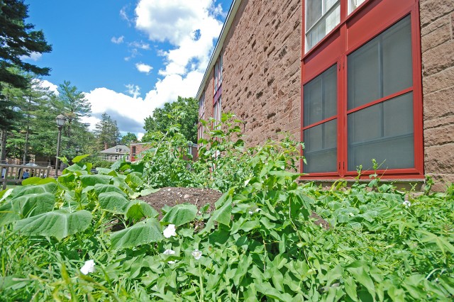 Students involved in Wesleyan’s WILD Wes organization (Working for Intelligent Landscape Design) and the Butterfield's Green Hall already planted herbs, wildflowers and vegetables on the hugelkultur. 