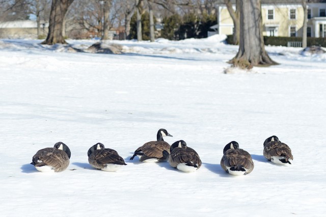 cam_geese_2014-0228101526