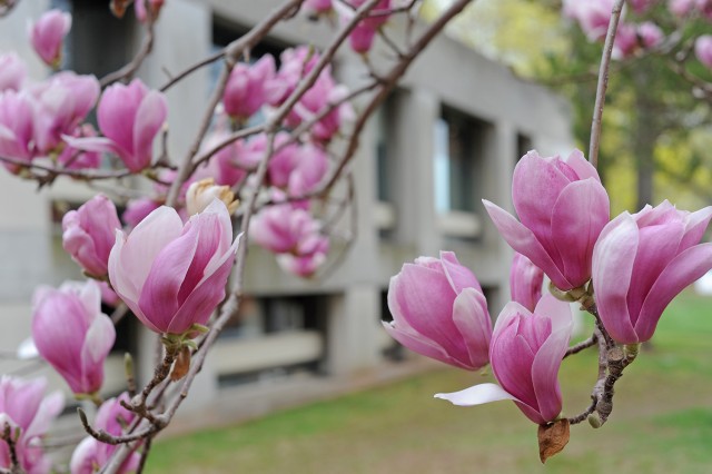 Wesleyan's spring blooms, April 29, 2014. (Photo by Olivia Drake MALS '08)
