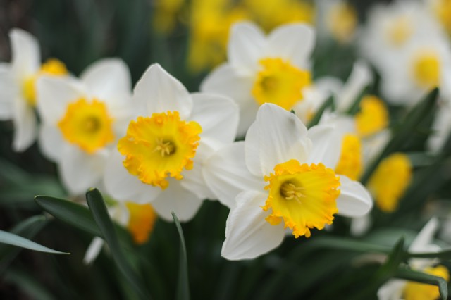 Wesleyan's spring blooms, April 29, 2014. (Photo by Olivia Drake MALS '08)