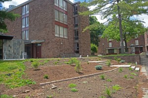 The student organization WILD Wes is working on a permaculture project at the Butterfield Courtyard near Summerfields.