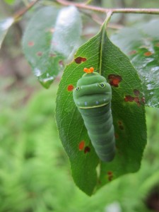 Mike Singer studies the Papilio glaucus, one of the most bird-resistant caterpillars. (Photo by Mike Singer)