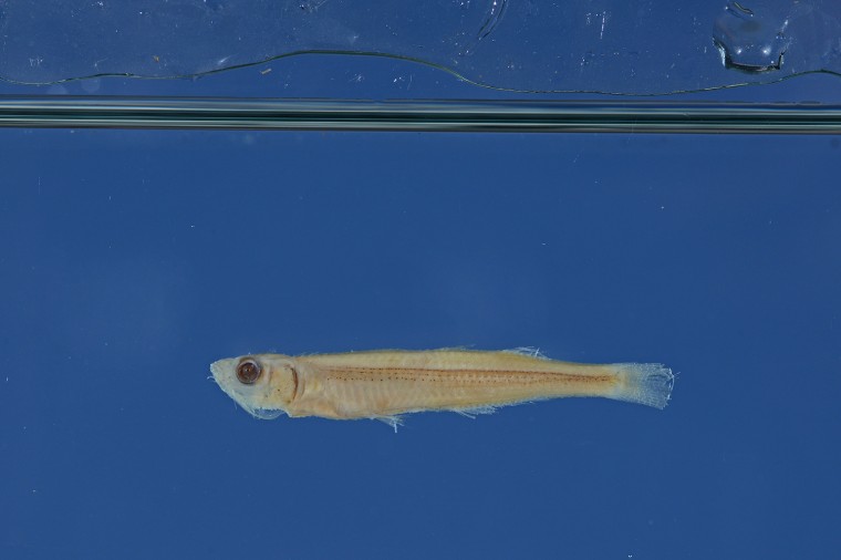 Chernoff photographed the fish for a scientific paper that he's submitting for publication. The paper will describe the two new species and their two new, formal names.