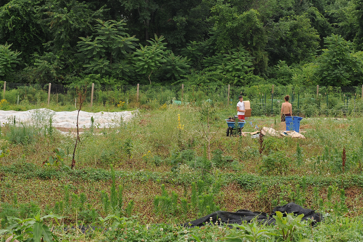 Wesleyan's Long Lane Farm, July 2014.   (Photo by Olivia Drake)