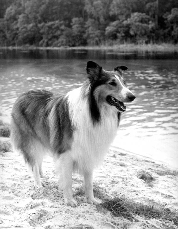 Basinger on Lassie's Comeback