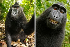 A selfie taken by an endangered crested black macaque.
