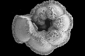 Ellen Thomas discovered that microfossils, such as this  foraminifera fossil, reveal that warm oceans had less oxygen. 