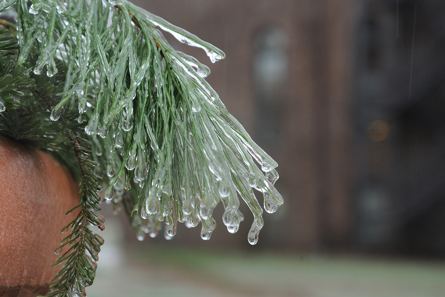 Icy morning at Wesleyan, Dec. 9, 2014. (Photo by Olivia Drake MALS '08)