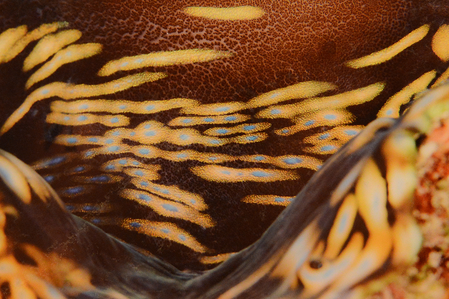 Pictured is Boger's "Mantle of Blue-Dotted Brown Giant Clam" photographed in 2014. 