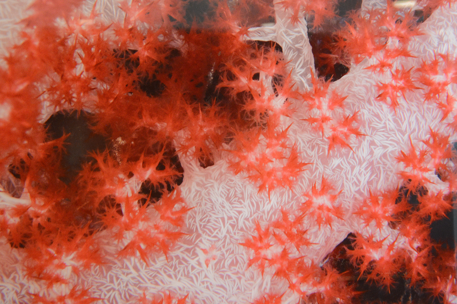 Pictured is "Red and White Soft Coral" photographed in 2013. 