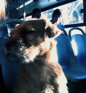Kari Weil, University Professor of Letters, director of the College of Letters, photographed this stray dog on a bus while attending a "Current Trends in American Animal Studies Educational Diplomacy" program at the U.S. Embassy in Santiago. Stray dogs are part of the culture in Santiago. 