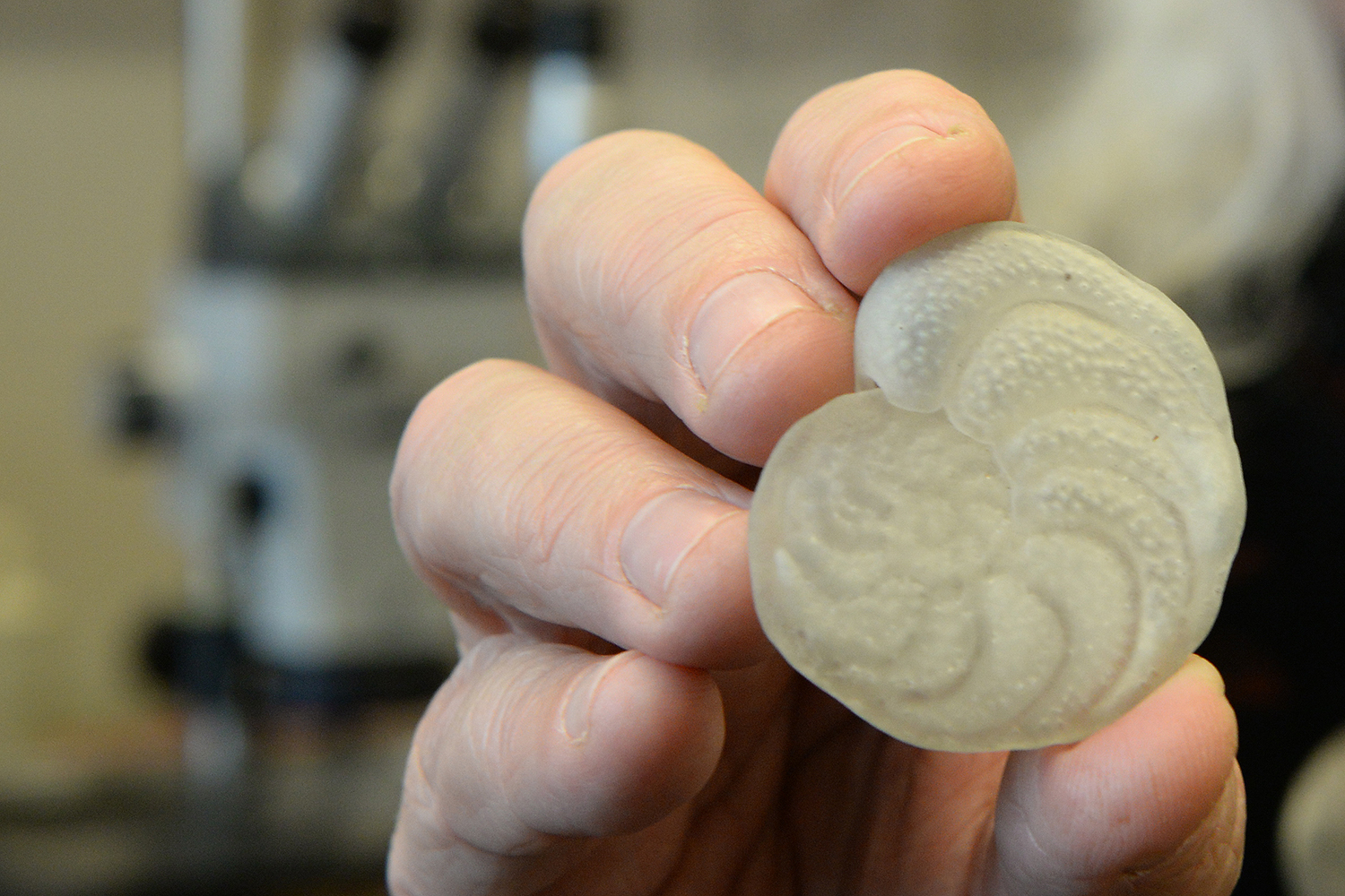Ellen Thomas holds a 3-D print of Cibicidoides wuellerstorfi, which evolved about 17 million years ago, and lives on the deep-sea floor. It is commonly used for analysis of its calcium carbonate shell, in order to find out the temperature at the time it was growing. 