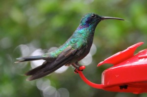 Steinberg found that artificial feeders are "damaging the ecological health of an area claimed for its commitment to environmental conservation."