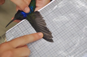 Measuring the wingspan of a hummingbird.