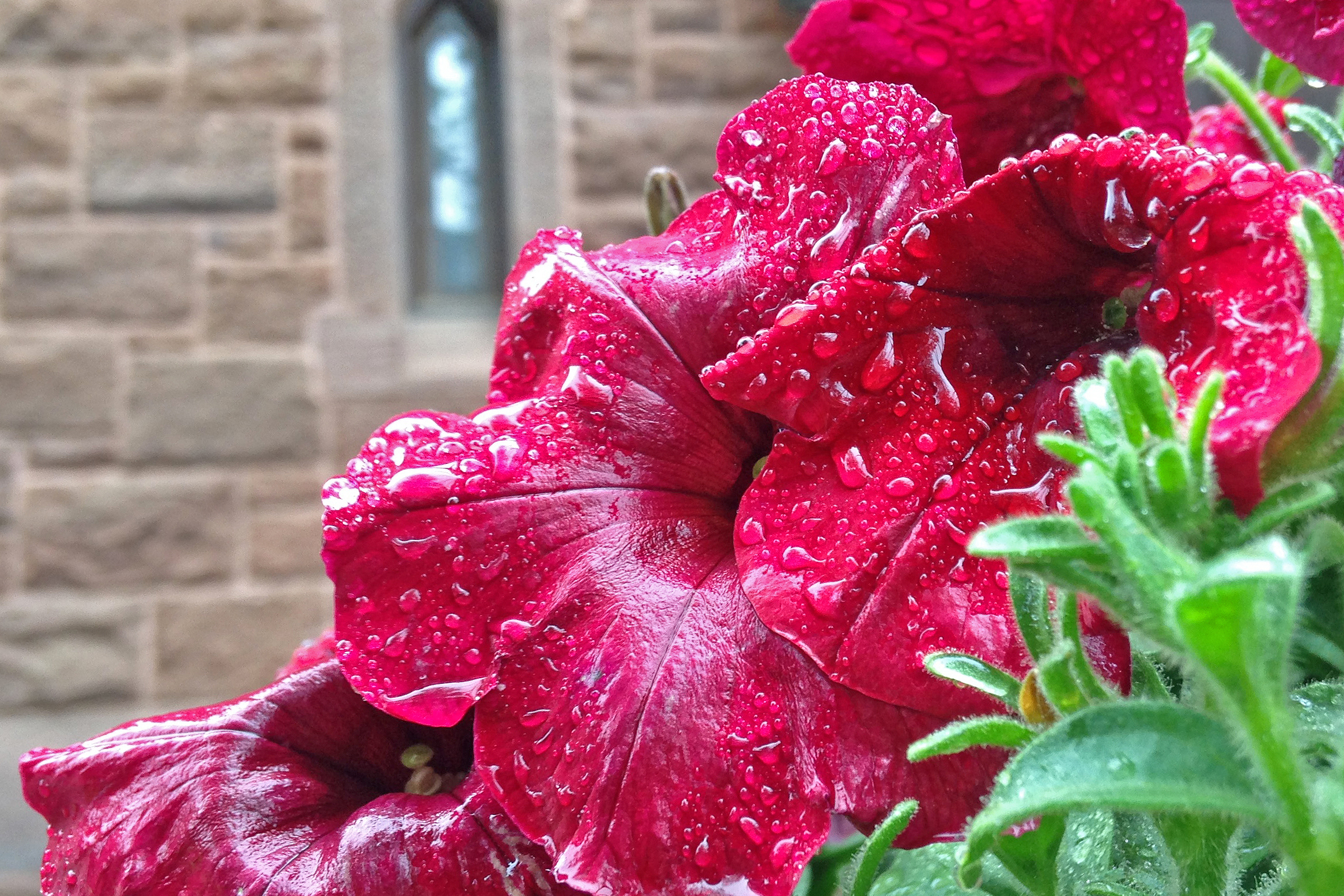 Red petunia near Memorial Chapel. 
