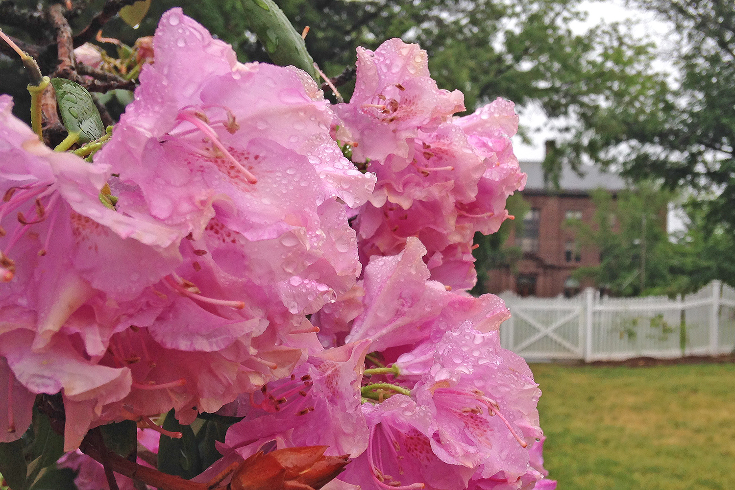 Rhododendron with Fisk Hall in the background. 