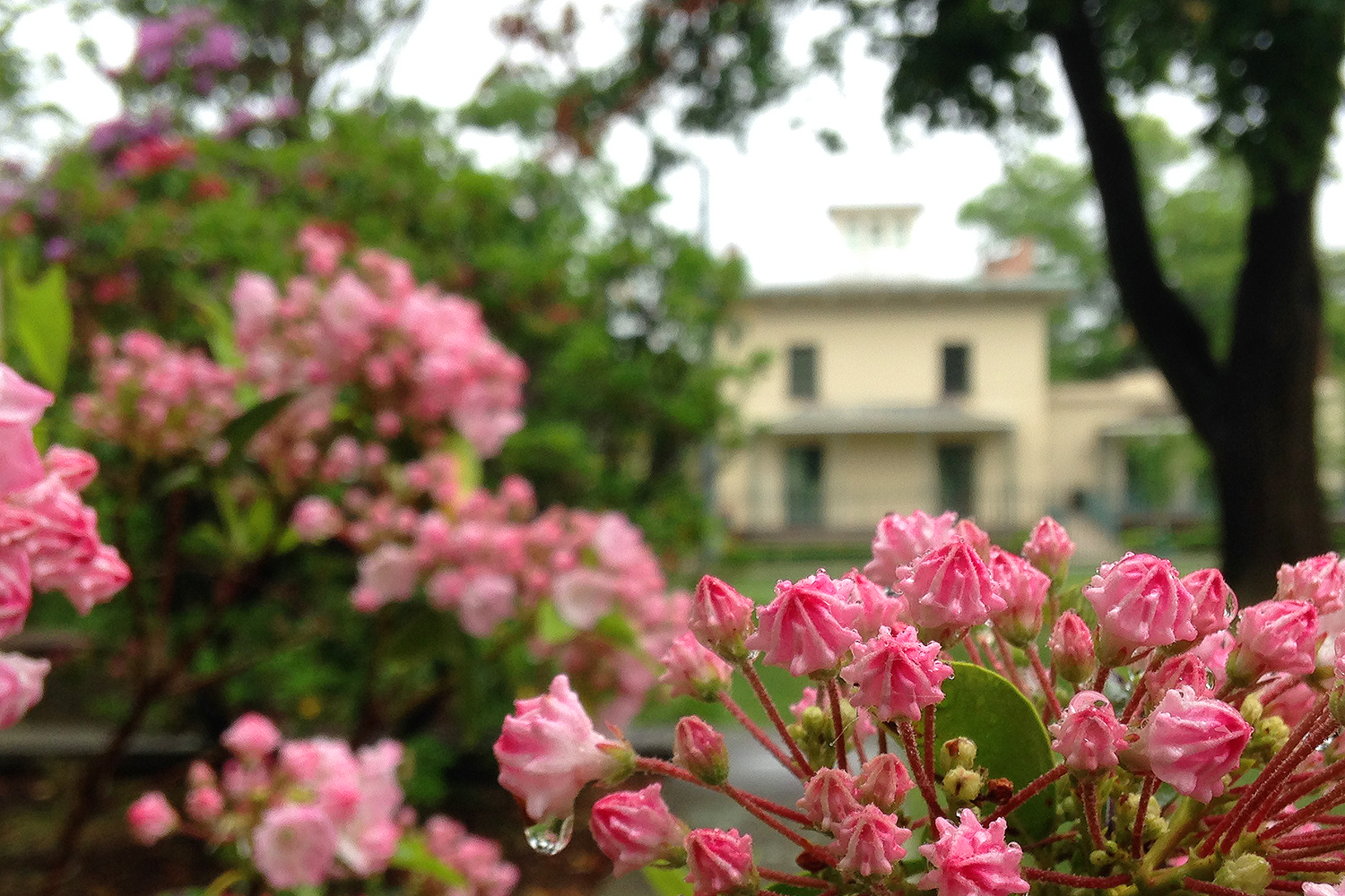 Mountain laurel near the Davison Art Center and Downey House (pictured). 