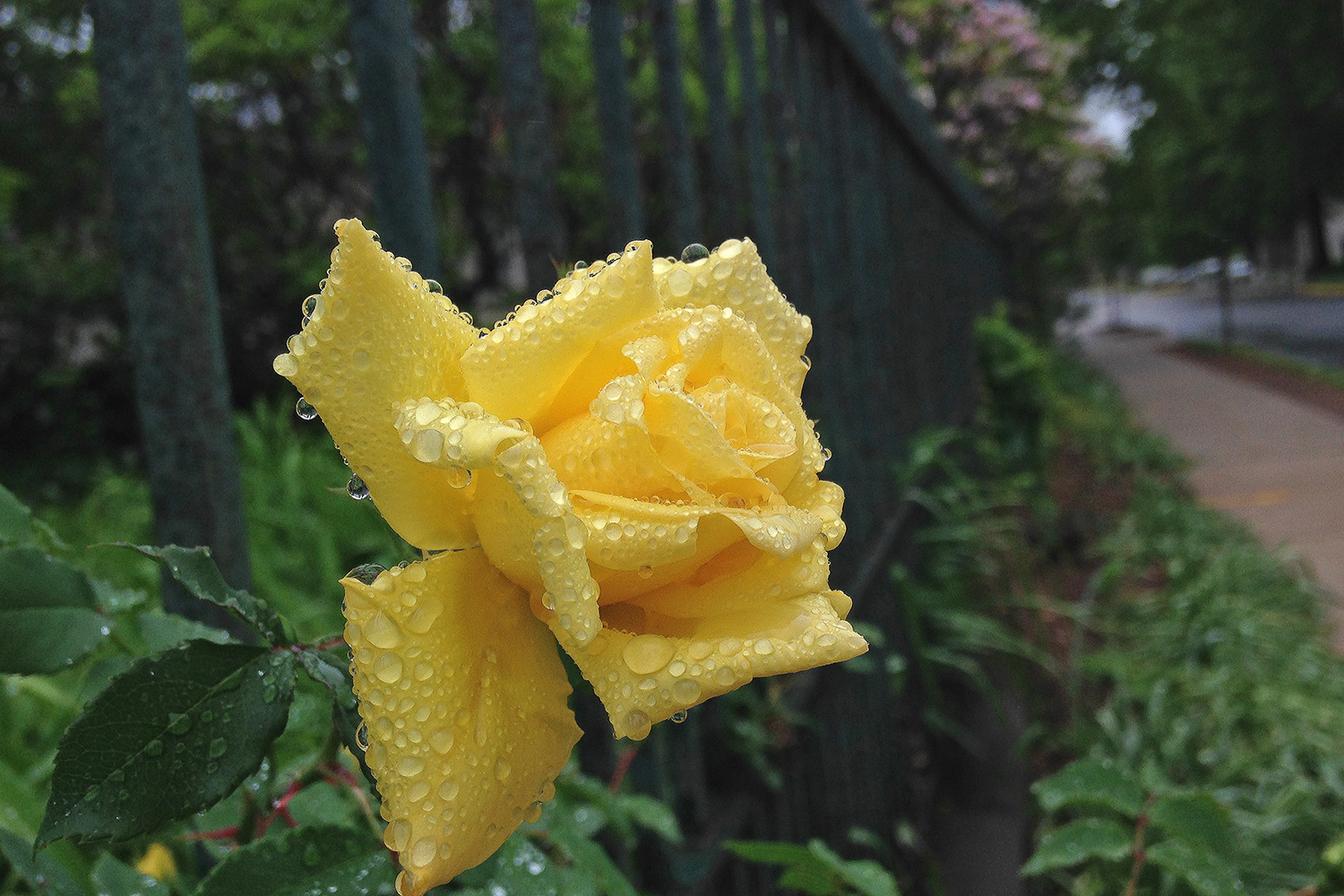 Yellow rose on Wyllys Ave. 