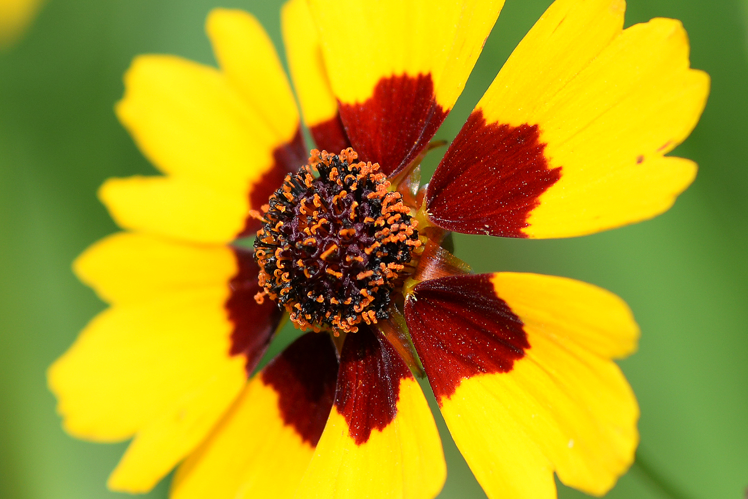Plains coreopsis is often cultivated as a native plant for wildlife gardens and natural landscaping. 