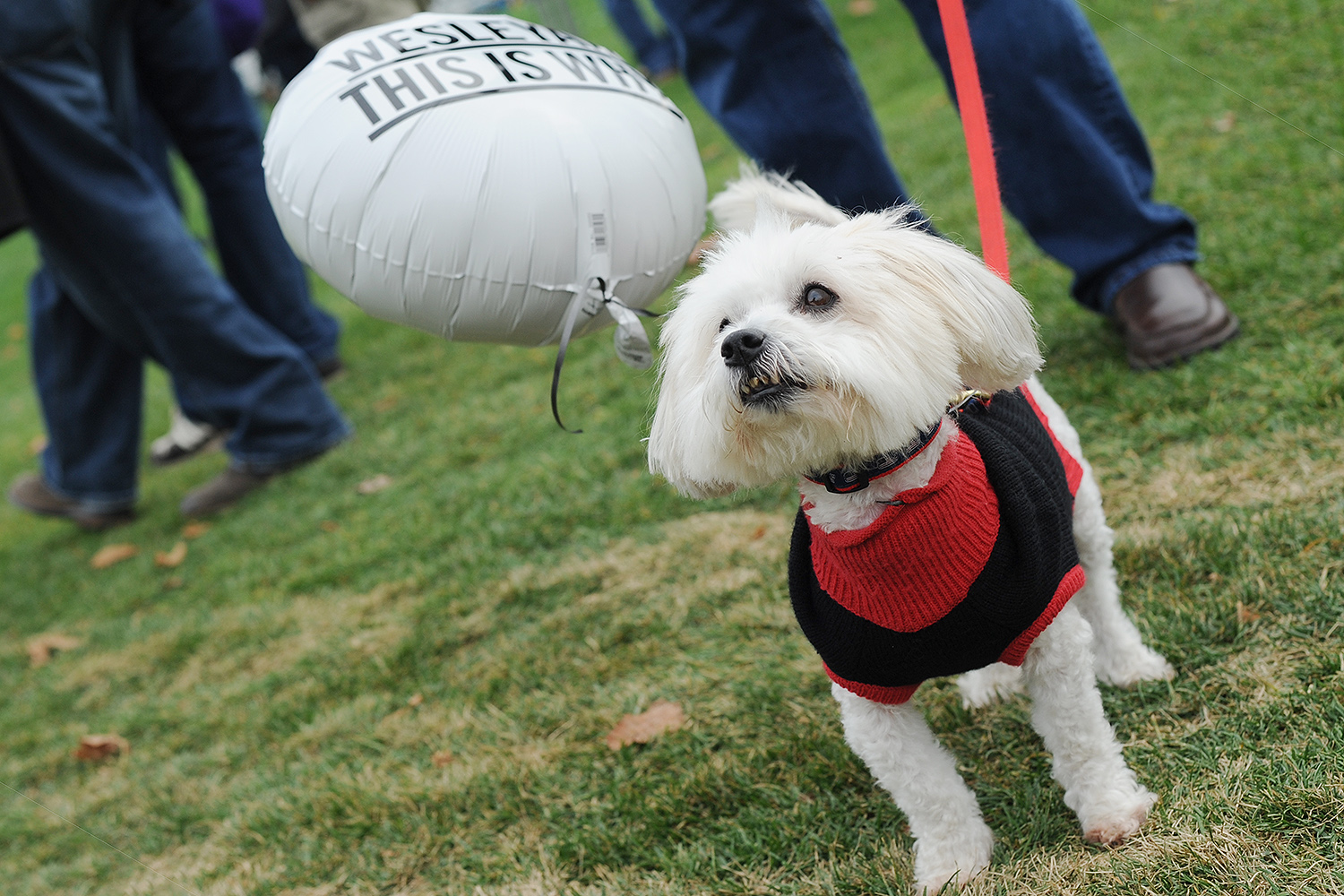 Dozens of furry friends also attended Homecoming/Family Weekend at Wesleyan. (Photo by Olivia Drake MALS '08)
