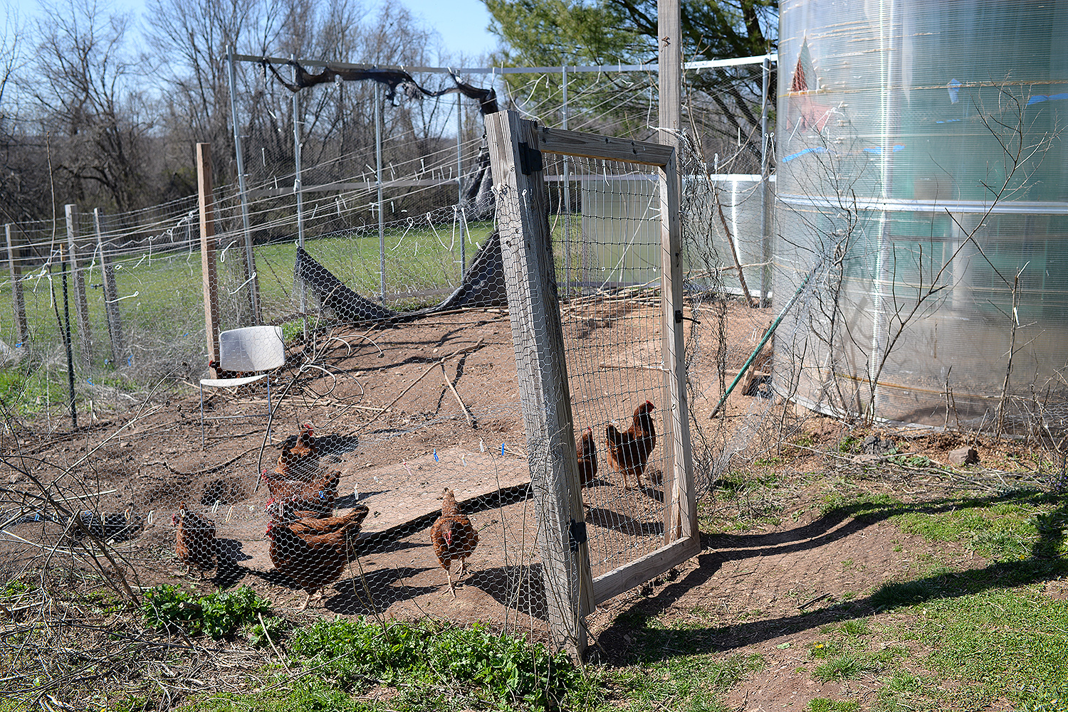 Eggs from these Rhode Island Reds are sold at local farmers' markets.