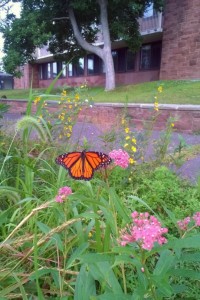 A monarch butterfly thrives in the West College Courtyard. The two acre garden is maintained by WILD Wes and supported by the Wesleyan Green Fund. 