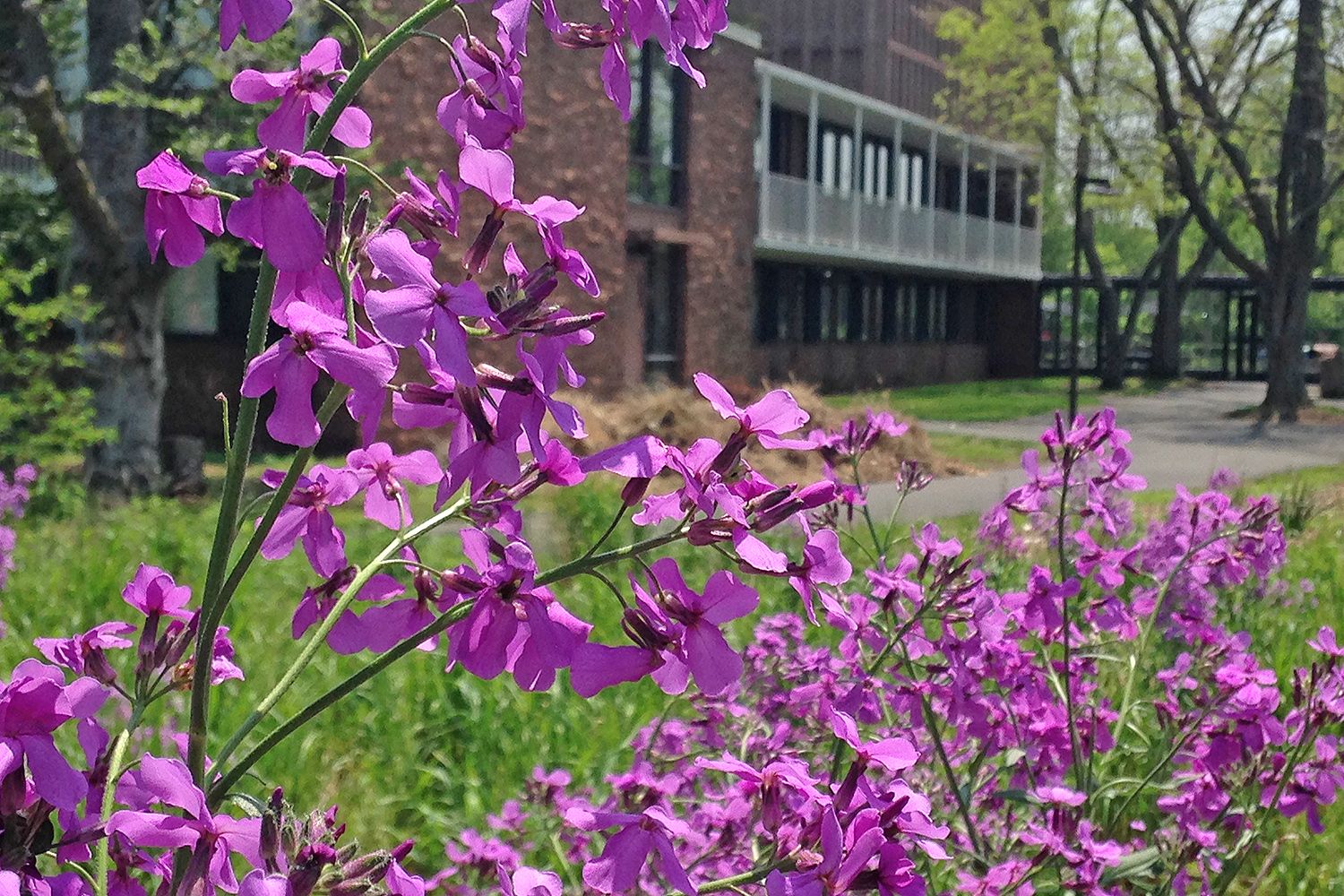 Phlox blooms near the West College residences.