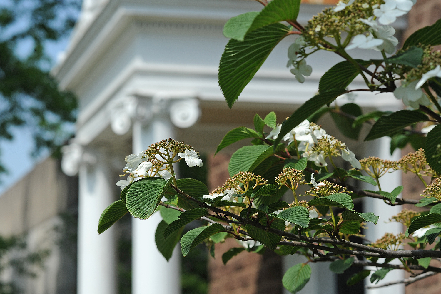 Wesleyan's campus is home to dozens of flowering shrubs, trees and blooming flower gardens. 