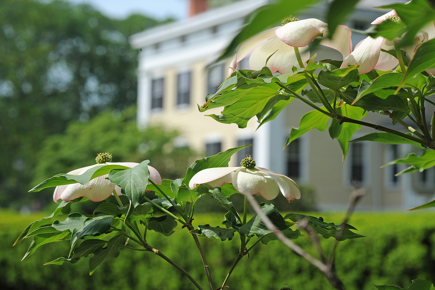 A dogwood tree blooms near the Center for the Americas. 